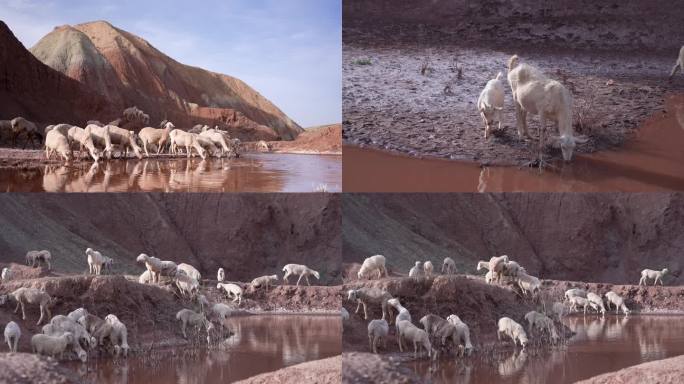 山羊羊群吃草饮水 湿地