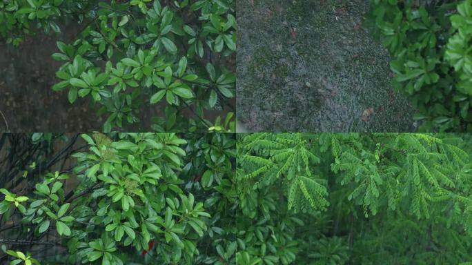 【十组镜头】大暴雨大雨强降水雨打植物雷电