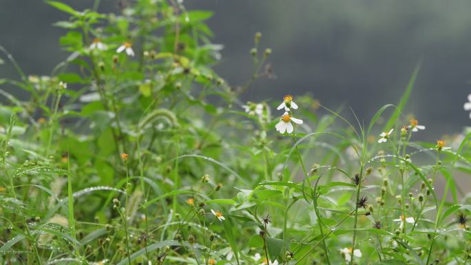 雨天小草雨滴