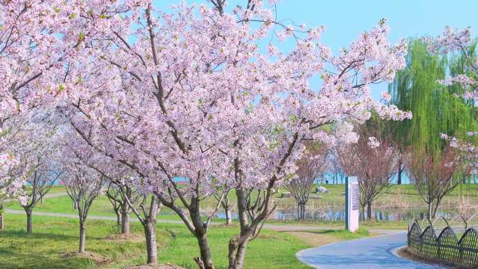清晨苏州园区阳澄湖春天樱花盛开风景航拍