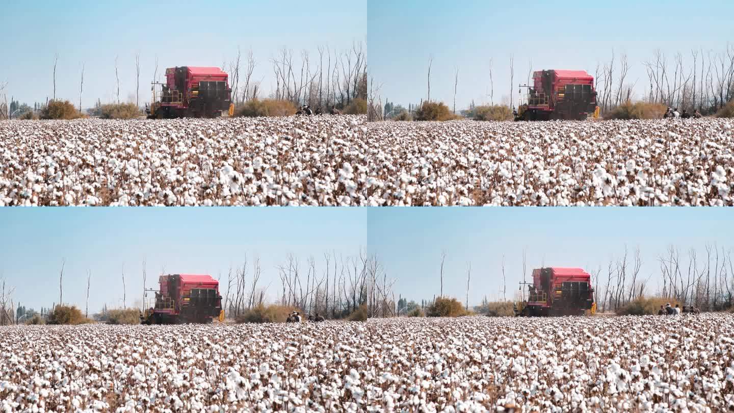 4K新疆棉花收割机