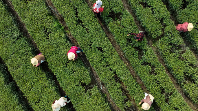 兰溪生态茶园采茶春茶采摘航拍