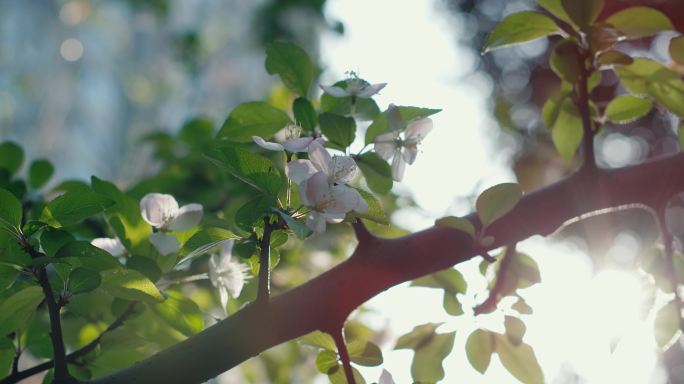海棠 蜜蜂 春天 小清新 三月 四月