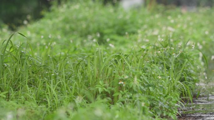 雨天小草雨滴