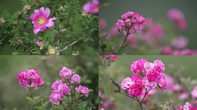 4k 实拍刺梨花盛开花朵