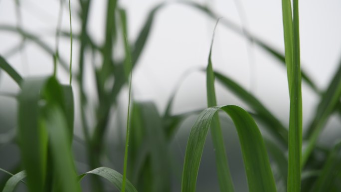 雨天小草雨滴