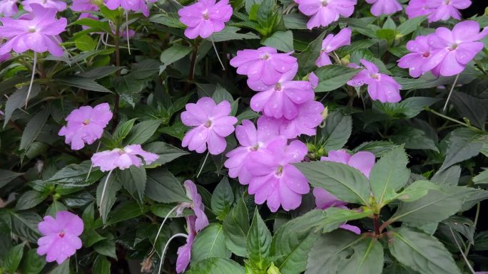 紫色的花鲜花野外唯美