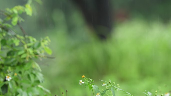 雨天小草雨滴