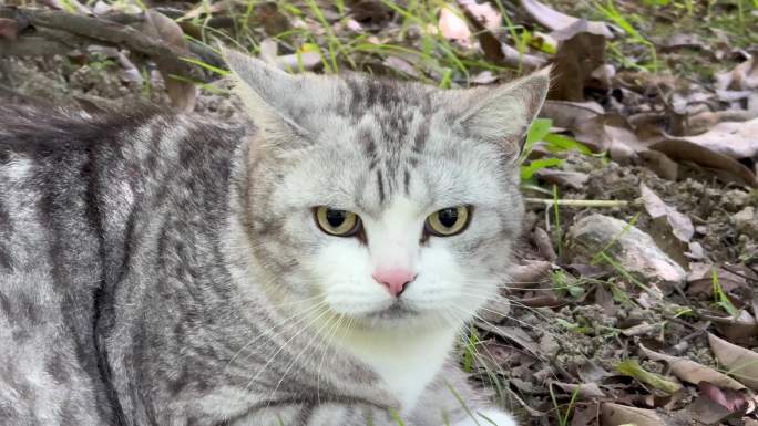户外草地上的一只美短猫咪在活动