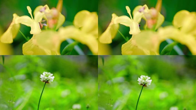 春天的花，蜜蜂采蜜