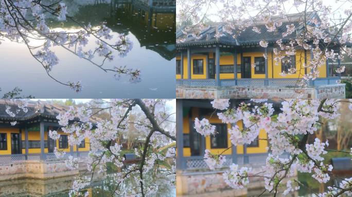 春天无锡太湖鼋头渚清晨樱花盛开风景航拍