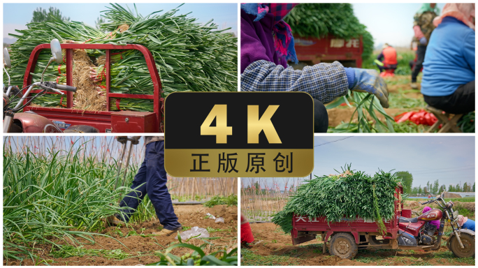 4K升格青蒜丰收大蒜苗收获