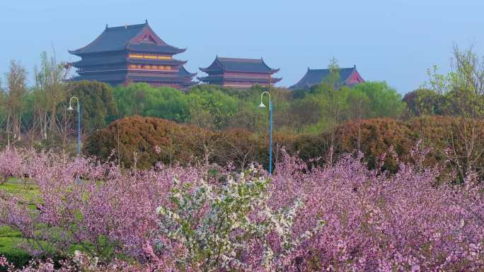 清晨苏州园区阳澄湖春天樱花盛开风景航拍