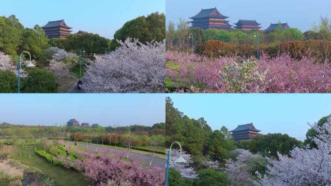 清晨苏州园区阳澄湖春天樱花盛开风景航拍