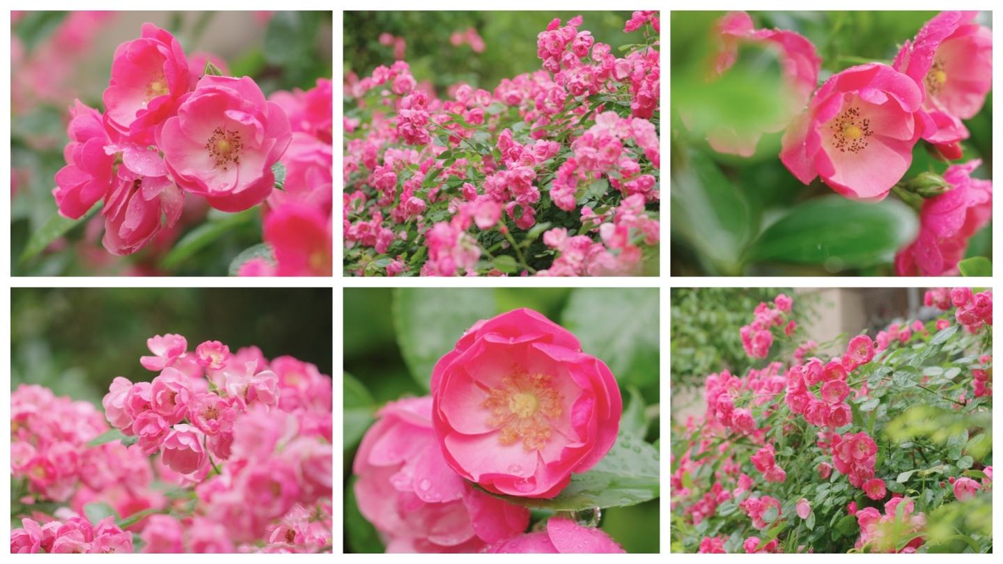 【原创】蔷薇蔷薇花月季花五月鲜花开花浪漫