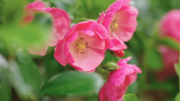 【原创】蔷薇蔷薇花月季花五月鲜花开花浪漫