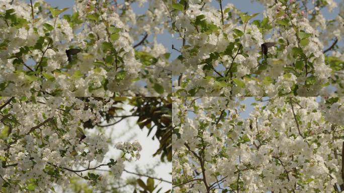 春天白色海棠花下蝴蝶和蜜蜂热闹的飞舞