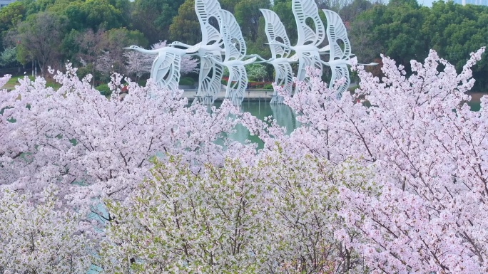 春天苏州园区独墅湖月亮湾春天樱花盛开航拍