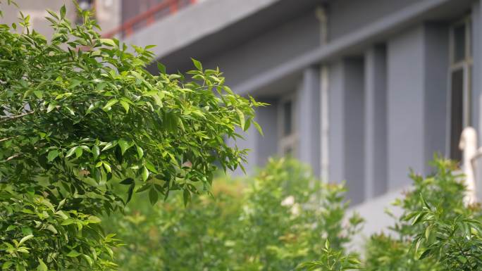 夏天盛夏树木茂密绿叶晴天楼房树叶微风光影