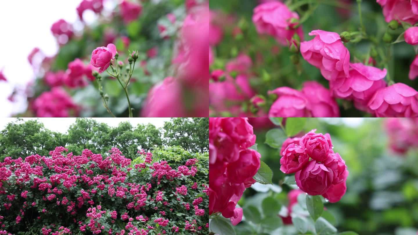 蔷薇花 春 绿植 初夏 盛开 生态 自然