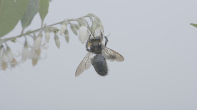 采蜜的野蜂