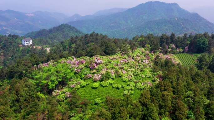 浙江天台山，华顶森林公园，千年云锦杜鹃