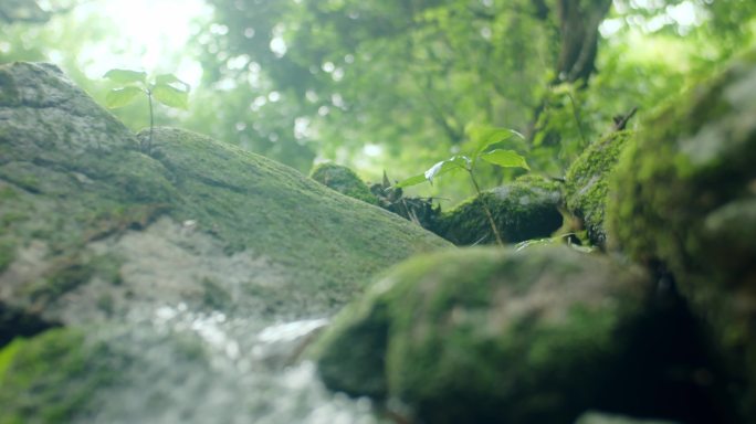 【4K】幽静森林环境镜头组