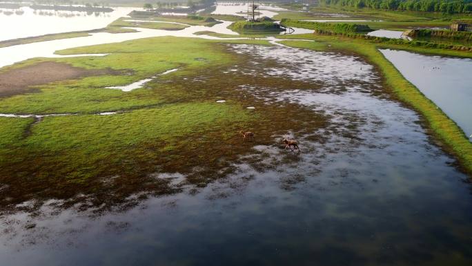 大丰海边湿地野鹿荡奔跑的麋鹿群