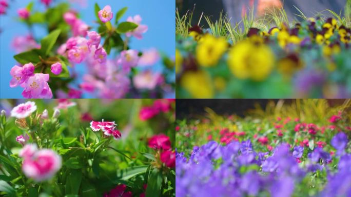 春天来了花朵盛开草木植被风景视频素材4