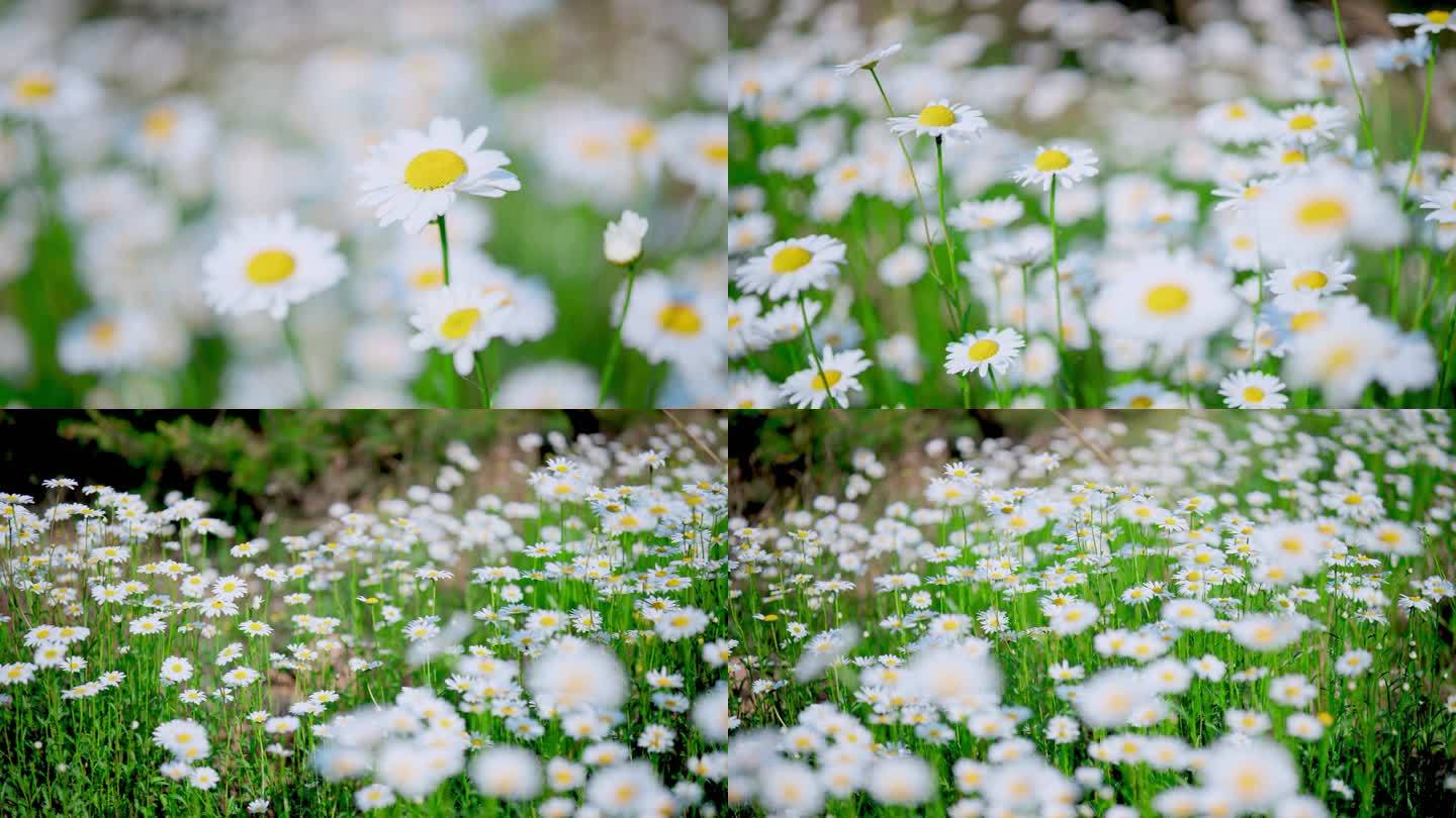 白色的小雏菊夏天小清新夏日花丛