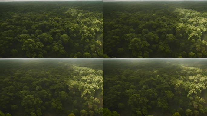 亚马逊雨林的森林巴西坚果树