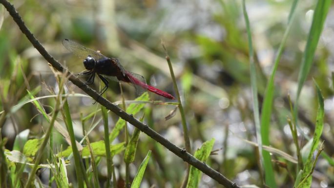 一只红蜻蜓在植物上栖息