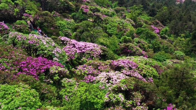 浙江天台山，华顶森林公园，千年云锦杜鹃