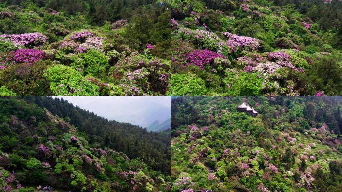 浙江天台山，华顶森林公园，千年云锦杜鹃