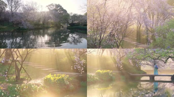 春天清晨日出无锡太湖鼋头渚樱花风景航拍