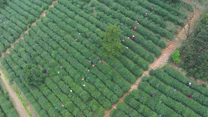 苏州树山生态村春天梨花盛开与茶园风景航拍