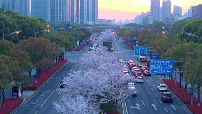 春天日落傍晚苏州现代大道樱花盛开城市风景