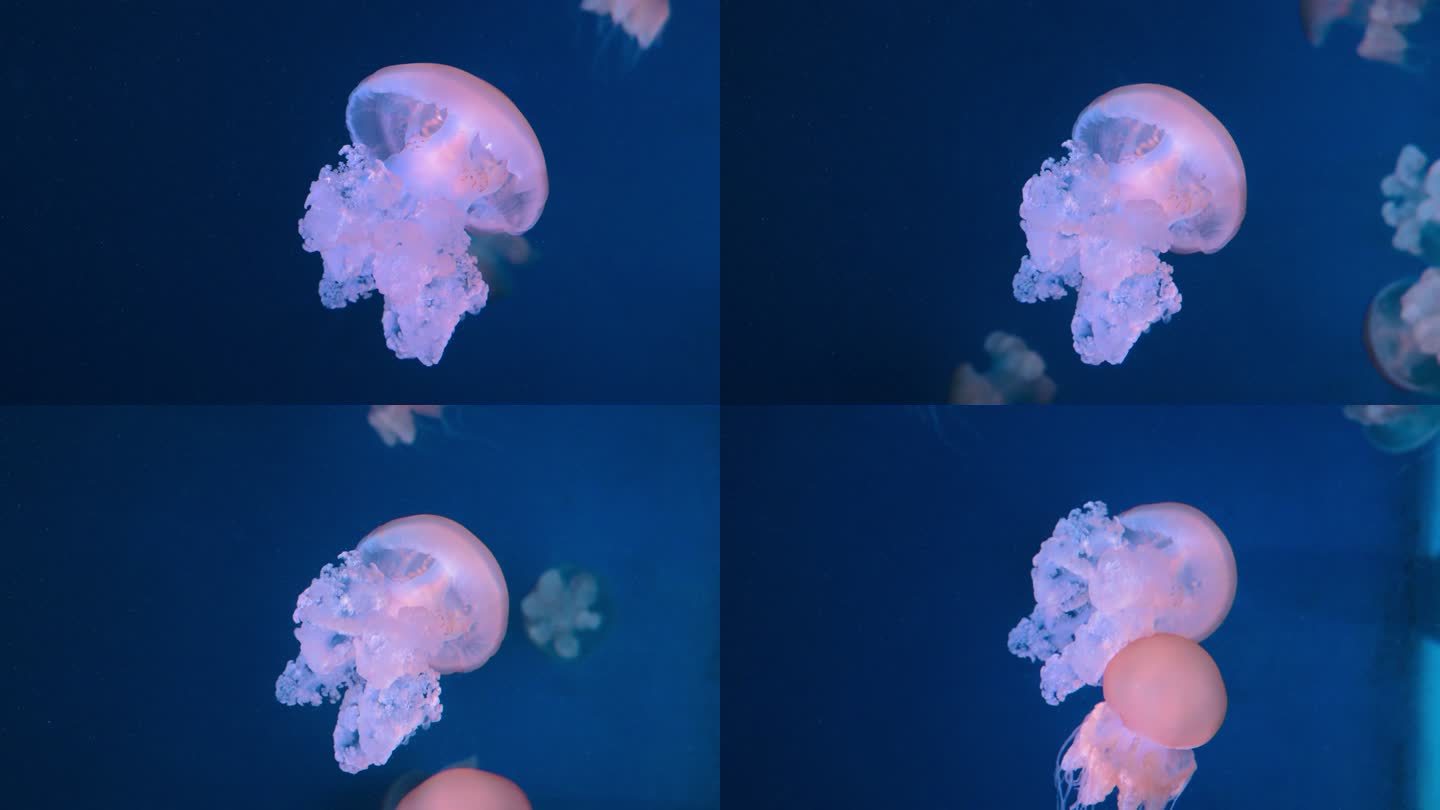 透明水母蓝色精灵游动4K
