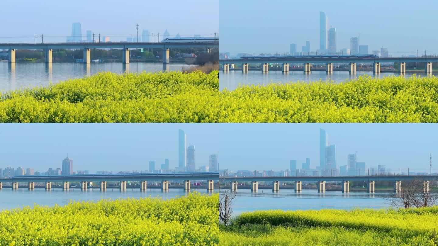 苏州相城高铁驶过阳澄湖油菜花海风景航拍