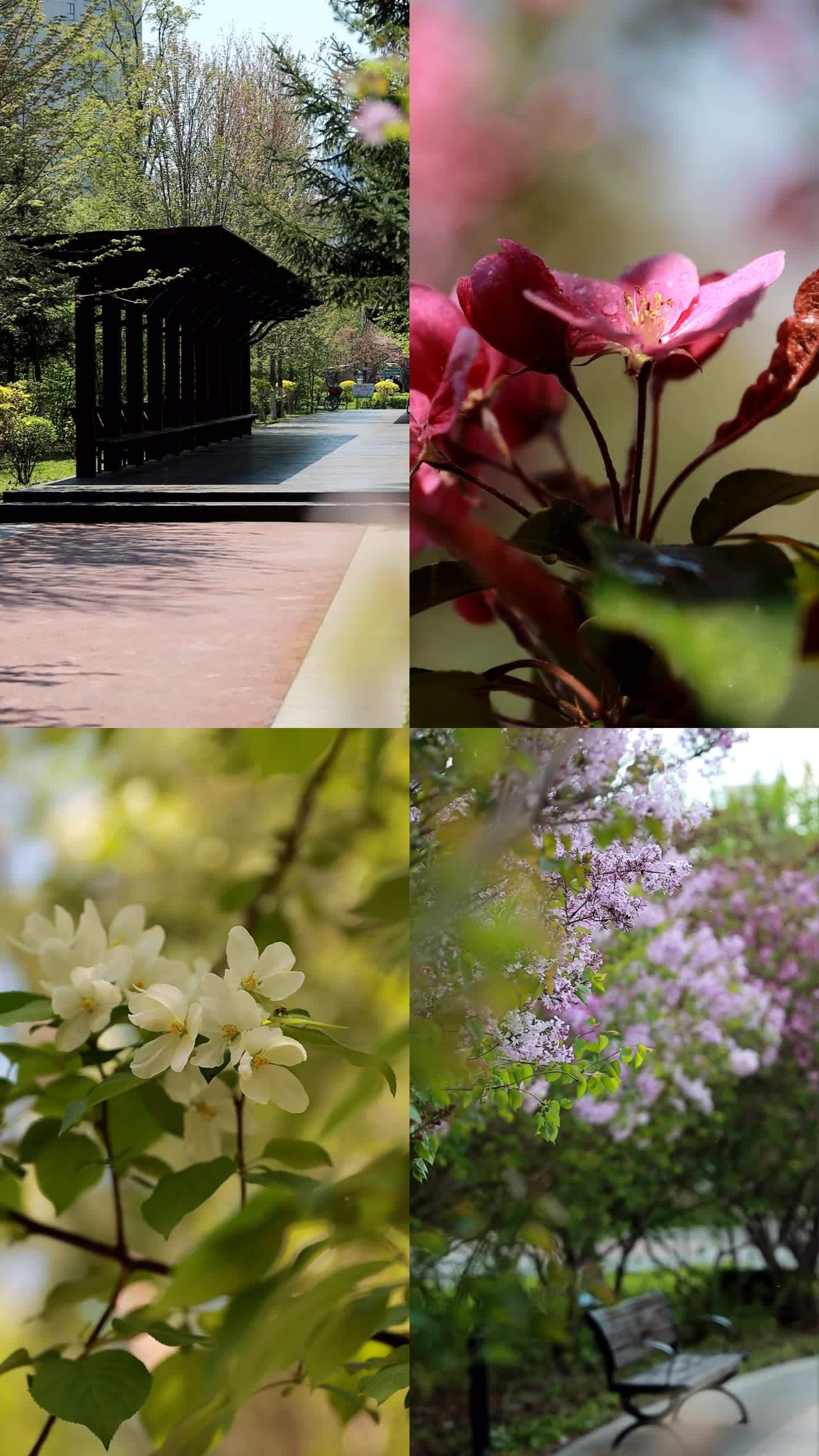⚝4K竖屏⚝公园风景花卉合集惬意小路