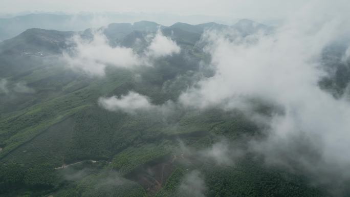 山雾自然原始森林航拍树林生态风光