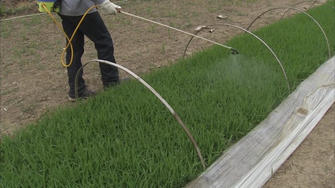 水稻旱育秧 苗期打药 喷雾 病虫害防治