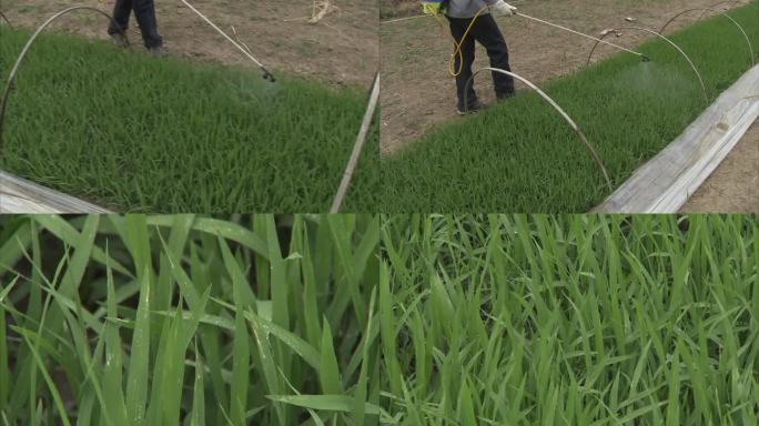 水稻旱育秧 苗期打药 喷雾 病虫害防治