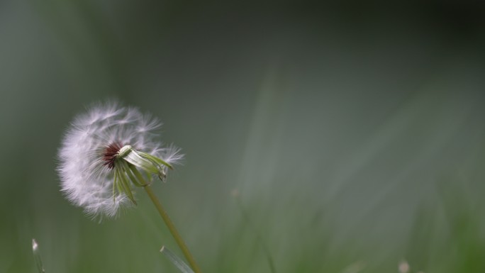 蒲公英飘走蒲公英种子特写希望生命意境清新