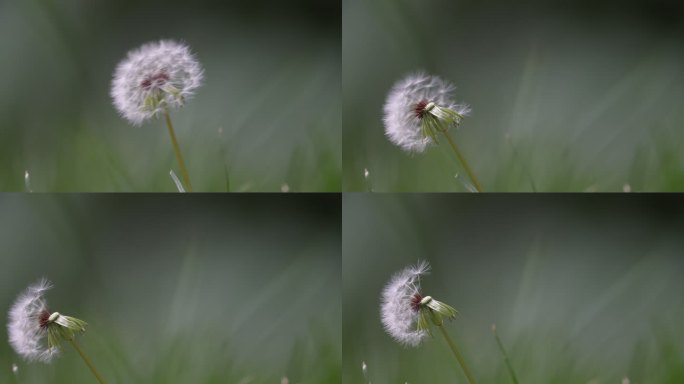 蒲公英飘走蒲公英种子特写希望生命意境清新