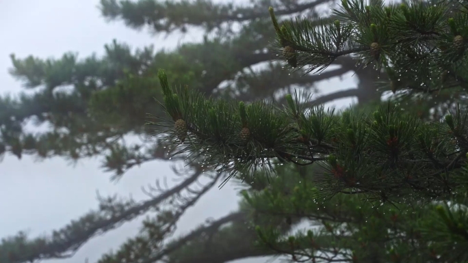 【原创4K】雨天氛围感禅意空镜头合集