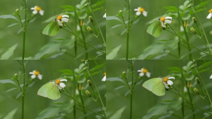 一只蝴蝶在黄色开花植物上授粉