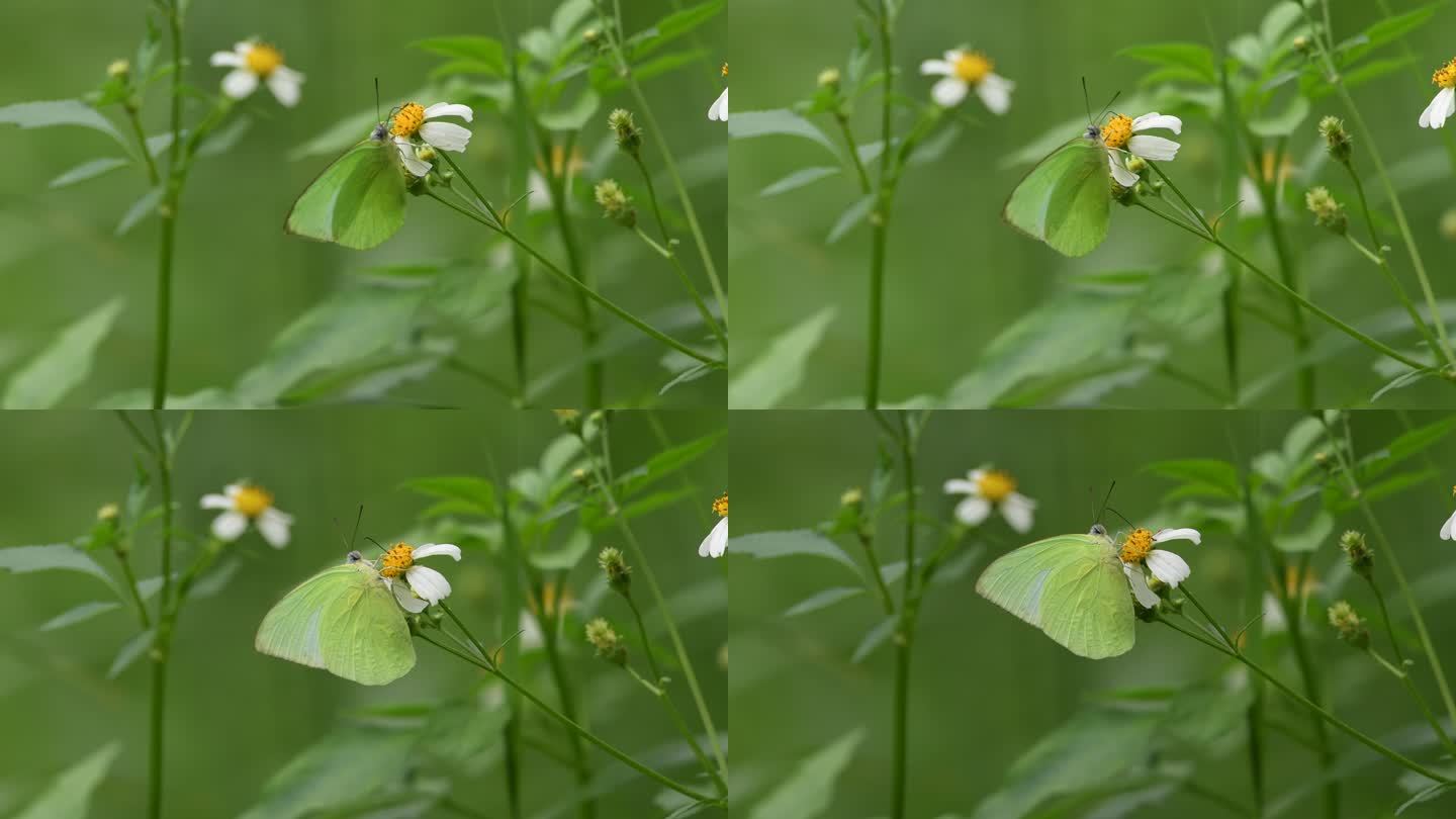 一只蝴蝶在黄色开花植物上授粉