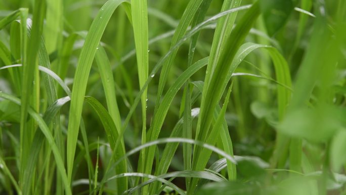 雨天小草雨滴