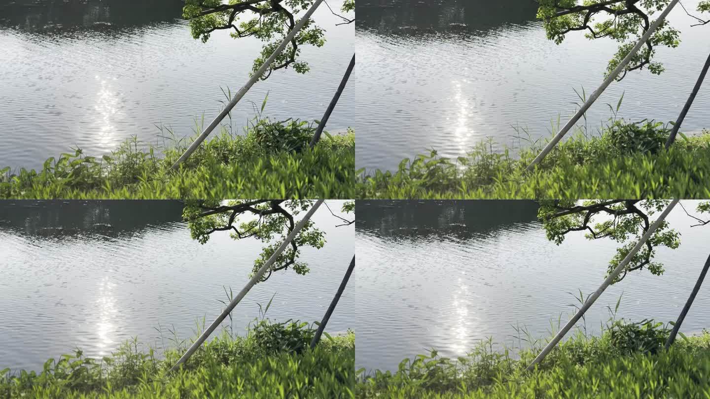 湖边 水草 夏日 景色